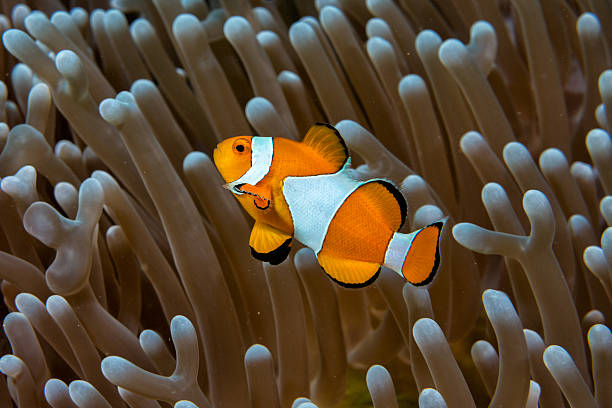 istock Clown fish portrait inside anemone 513296938