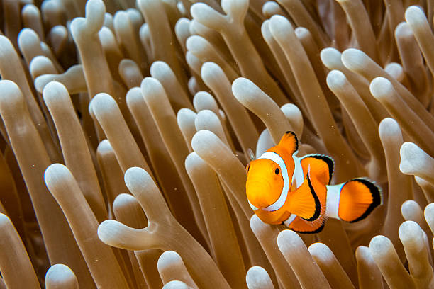 istock Clown fish portrait inside anemone 513296944