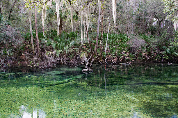 istock West Indian Manatee, Blue Spring, Florida, USA 513297006