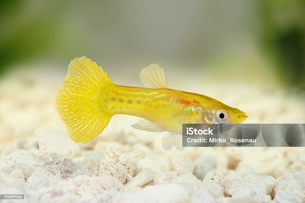 Yellow Guppy Poecilia reticulate aquarium rainbow fish Guppy - Fish Stock Photo