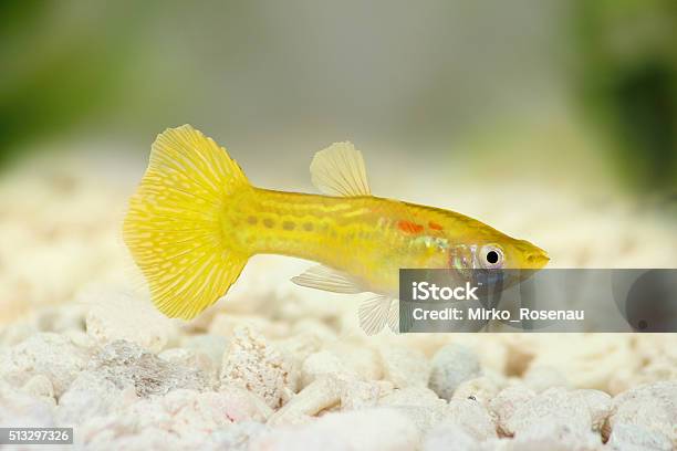 Yellow Guppy Poecilia Reticulate Aquarium Rainbow Fish Stock Photo - Download Image Now