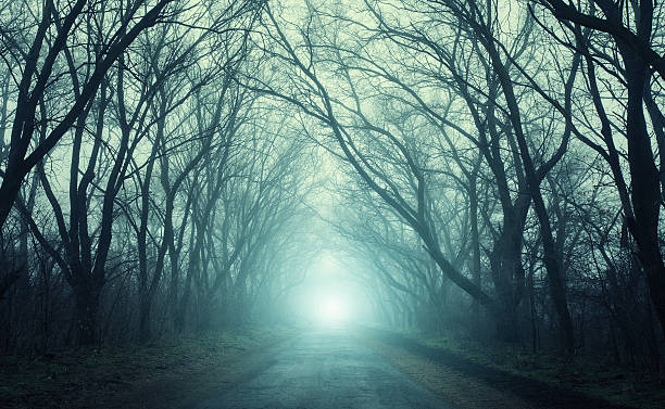 effrayante forêt mystérieuse avec brouillard sur route à l'automne - fog road spooky mist photos et images de collection