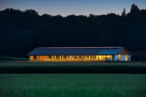 Cowshed with lights on at nignt. Big modern cowshed illuminated at dusk. cowshed stock pictures, royalty-free photos & images
