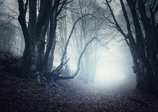 effrayante forêt mystérieuse avec brouillard en automne. magie des arbres - scenics autumn mystery vibrant color photos et images de collection
