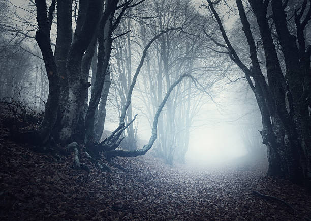 istock Scary mysterious forest in fog in autumn. Magic trees 513297976