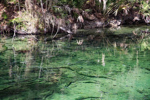 istock West Indian Manatee, Blue Spring, Florida, USA 513298550