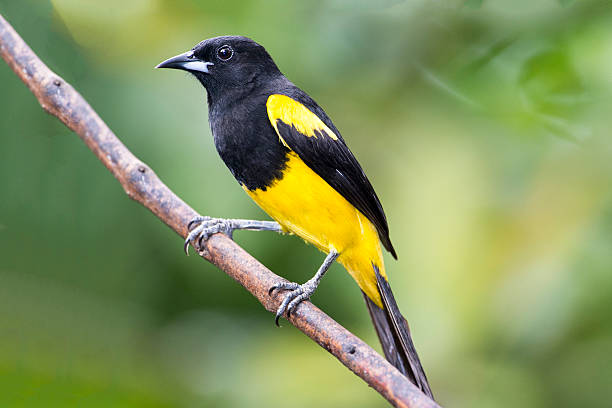 istock Black-cowled Oriole 513298636