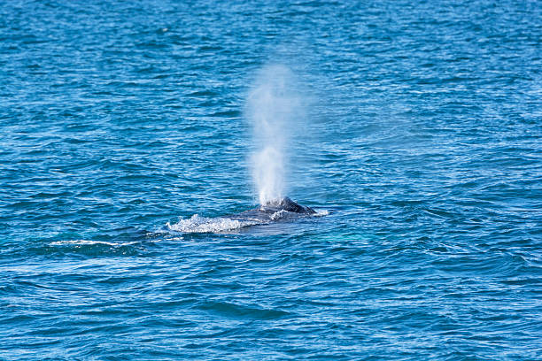 istock Whale Spouting in the Ocean 513298750