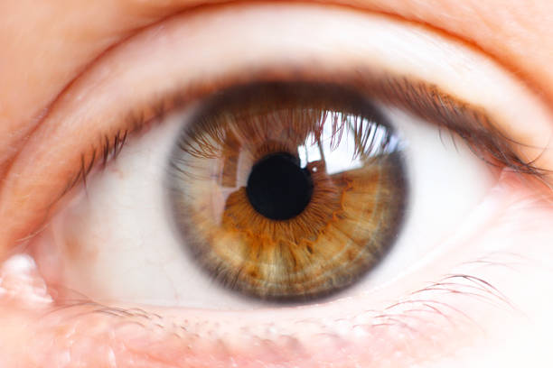 istock Female eye with long eyelashes close up 513298858