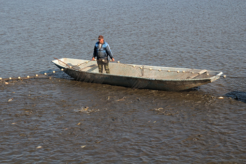 Freshwater Fish Farming. Harvest of Carps from Fishpond.