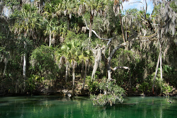istock West Indian Manatee, Blue Spring, Florida, USA 513299752