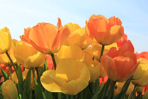 Yellow and orange tulips in a sunny field
