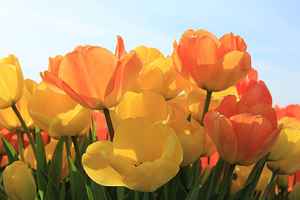 Yellow and orange tulips stock photo