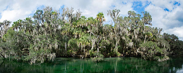 istock West Indian Manatee, Blue Spring, Florida, USA 513300078