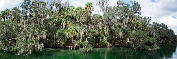 istock West Indian Manatee, Blue Spring, Florida, USA 513300340