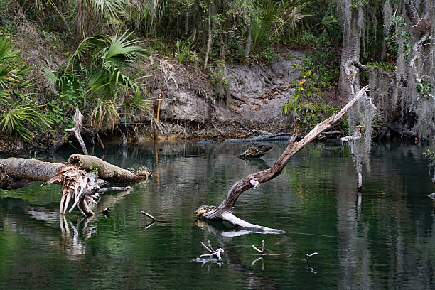 istock West Indian Manatee, Blue Spring, Florida, USA 513300914