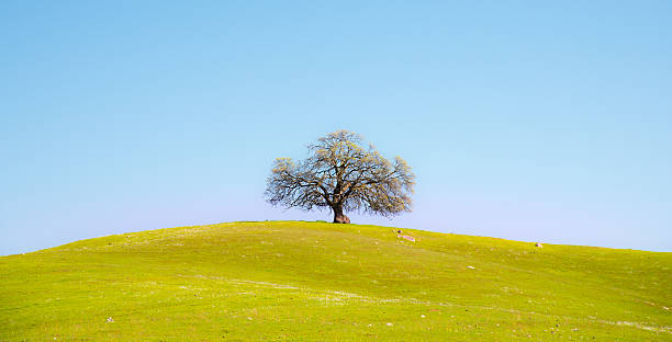 istock Lonely Tree on Green Hill , Tree in the middle 513301200