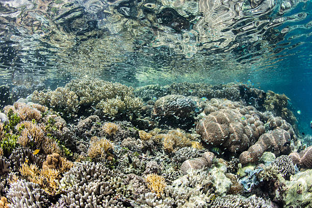 istock Reef Biodiversity in Raja Ampat 513301694