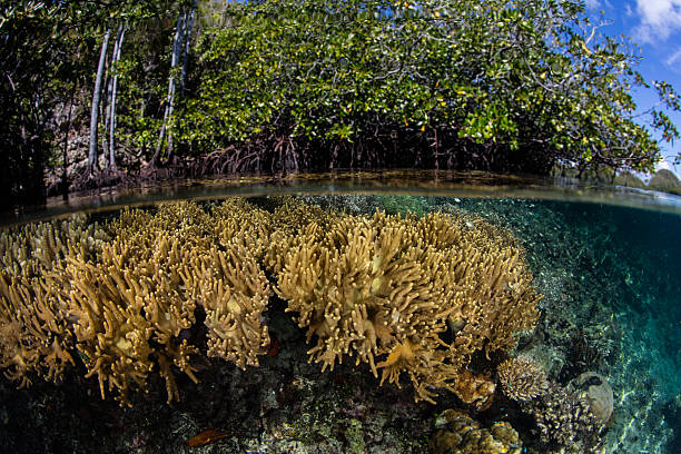 istock Reef and Mangrove Forest in Indonesia 513301774