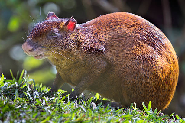 центральной америки агути глядя - agouti стоковые фото и изображения