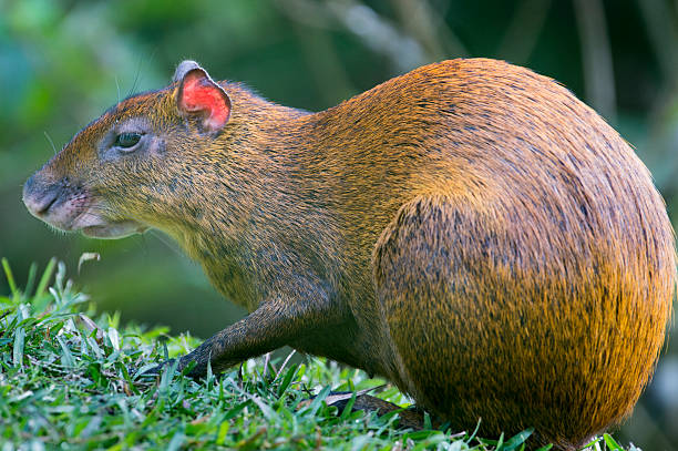 중환 칠레식 아구티 - agouti 뉴스 사진 이미지