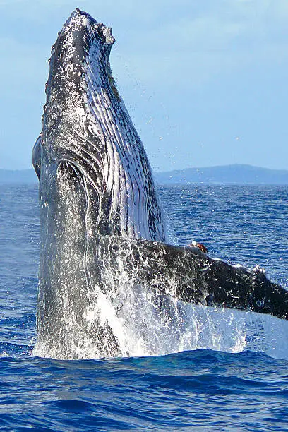 Known as the most acrobatic species of all whales, this Humpback reaches skyward in an athletic breach as a method of observing his immediate surroundings.