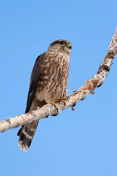 istock Merlin falcon stretches wing on perch Littleton Colorado copy space 513302704