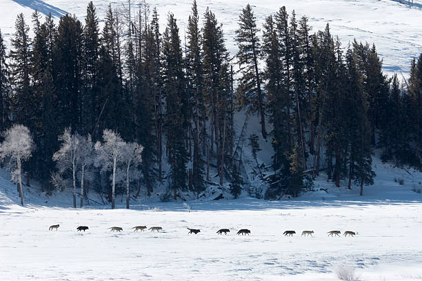 aerial photograph of Yellowstone's Lamar Valley with wolf pack visible against snowy landscape