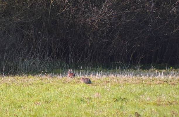 istock pair of wild rabbit bunnies 513303574
