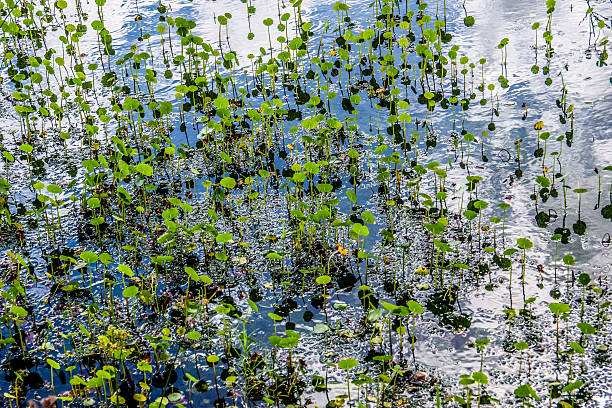 성찰이요 - wilderness area flower pond clear sky 뉴스 사진 이미지