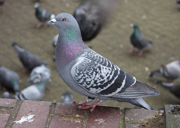 Pigeon on a city street