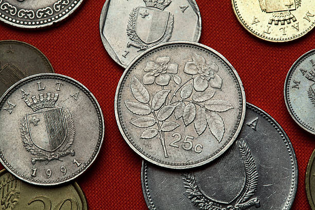 istock Coins of Malta. Evergreen rose (Rosa sempervirens) 513305028