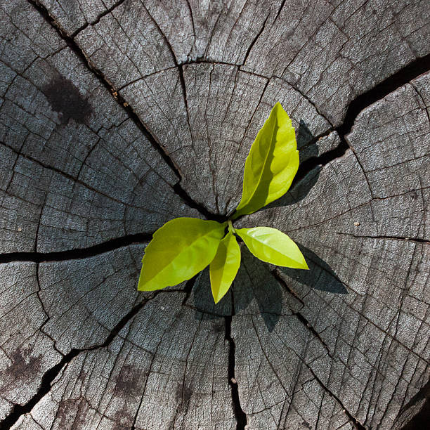 istock plant growing out of a tree stump 513305426