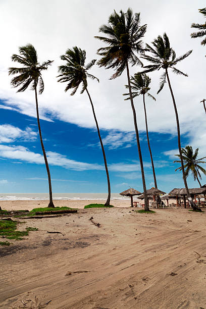 istock Desert beach, northeast Brazil 513305428
