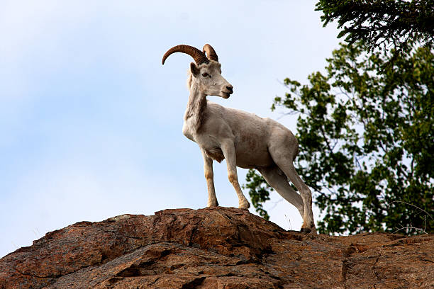 Dall Sheep, Ram stock photo