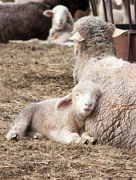Lamb Lullaby stock photo