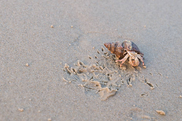 istock Hermit crab with shell on sand beach in sunset time 513305830