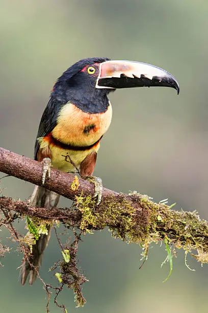 A Collared Araçari (Pteroglossus torquatus) on a branch in the lowlands of Costa Rica.  The Collared Araçari is a medium-sized toucan (39-41 cm, or 15-16 in) that ranges from Mexico to Ecuador.  Araçaris eat mainly fruit but also take some insects, lizards, eggs, and nestlings. They roam about in flocks of 5-15 birds and roost together in holes at night.
