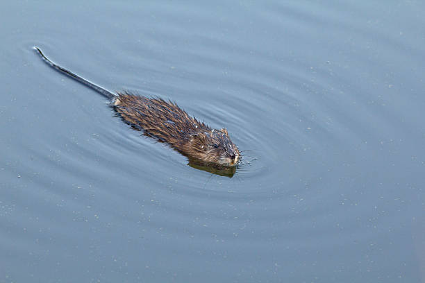 Muskrat A curious muskrat comes close to investigate. ondatra zibethicus stock pictures, royalty-free photos & images