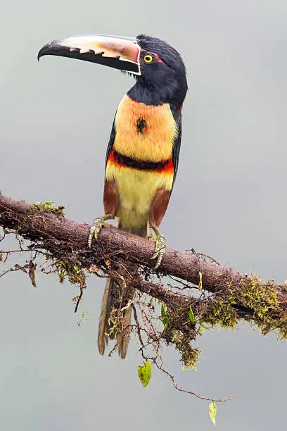 A Collared Araçari (Pteroglossus torquatus) on a branch with bromeliads in the lowlands of Costa Rica.  The Collared Araçari is a medium-sized toucan (39-41 cm, or 15-16 in) that ranges from Mexico to Ecuador.  Araçaris eat mainly fruit but also take some insects, lizards, eggs, and nestlings. They roam about in flocks of 5-15 birds and roost together in holes at night.