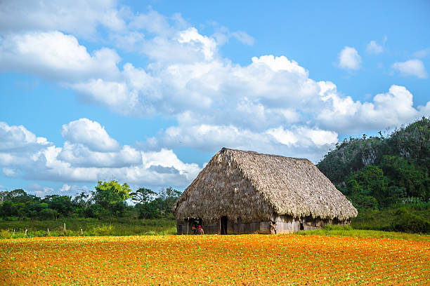 istock Tobacco Factory in Cuba 513306908