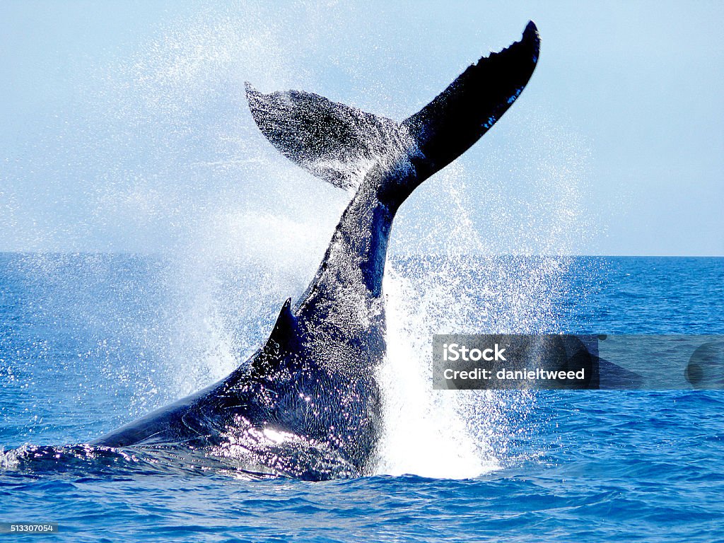 'Karate Chop' Similar to 'tailslapping', an aggressive peduncle roll is suggestive of survival behaviour in the Southern Hemisphere Humpback Whales' world.  Whale Stock Photo