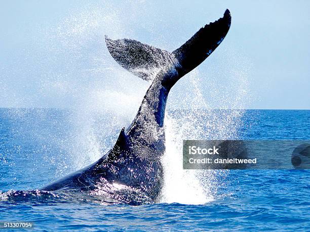 Karate Chop Stock Photo - Download Image Now - Whale, Tail Fin, Tail