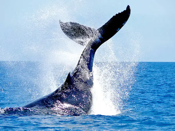 Similar to 'tailslapping', an aggressive peduncle roll is suggestive of survival behaviour in the Southern Hemisphere Humpback Whales' world. 