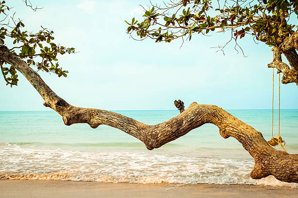 istock Wooden tree on tropical beach 513307088