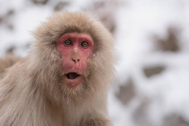 Portrait of a japanese macaque (snow monkey)