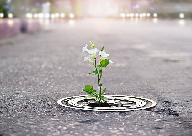 white flower growing on crack street, soft focus