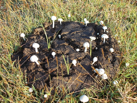 cattle's poop with mushroom grown