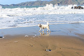husky-wolf-hund-am-strand-spielen.jpg?b=1&s=170x170&k=20&c=NrikZ9TXT5WNfjcyjnR212Z1_wnZslaFY5xsB0DhnYM=