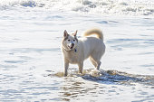 husky-wolf-hund-am-strand-spielen.jpg?b=1&s=170x170&k=20&c=6IH26DNl-qD7V1cetOBMEg2JeEoJ7K4Xb_GjG3PTSoI=
